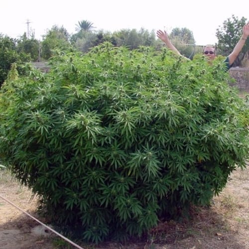 Opium cannabis seeds – Guaranteed female plants – Cerebral – Super Strength – image 3 from Seed City