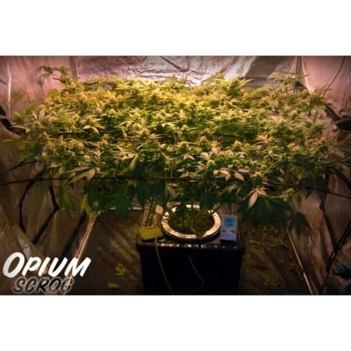 Grape – 12/12 Photoperiod – Middle of October – Opium strain – image 4 – from Paradise Seeds via Seed City