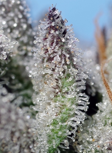 Orange Apricot Glue XL Auto - Hennepzaden van Sweet Seeds - Seed City