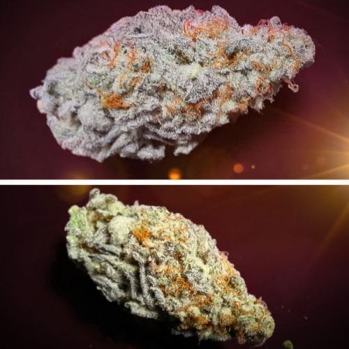 Orange Bud 2.0 大麻の種子 | Dutch Passion Seeds