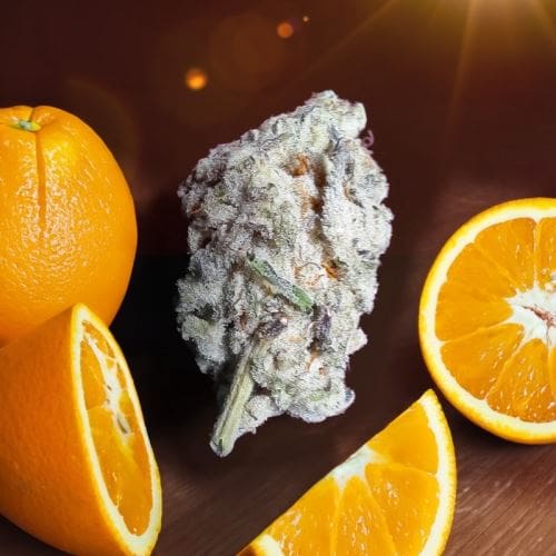 Orange Bud 2.0 大麻の種子 | Dutch Passion Seeds