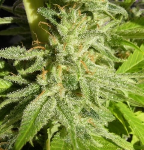 Orient Express from Ace Seed bank
