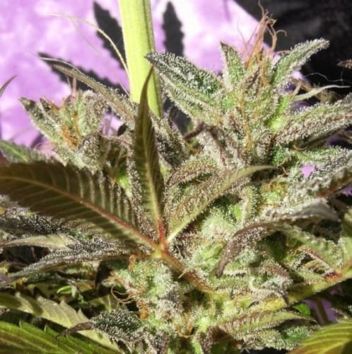 showing Floral – Indoor – Resistant to High Temperature – image 6 – Seed City