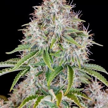 Original Cinderella Auto from FastBuds