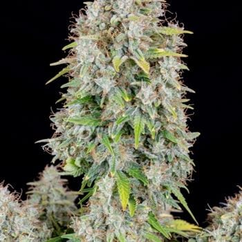 showing Fruity – Auto-Flowering – Uplifting – image 2 – Seed City