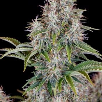 Original Cinderella Auto by FastBuds – Fruity – Outdoor cultivation – Uplifting – image 3 – Seed City
