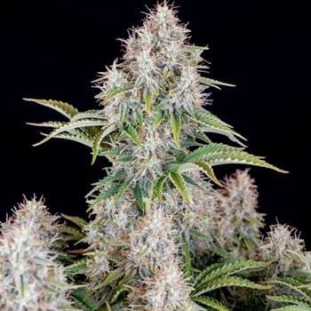 Original Cinderella Auto from FastBuds