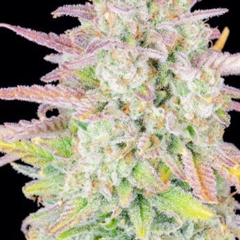 Original Trainwreck Auto from FastBuds