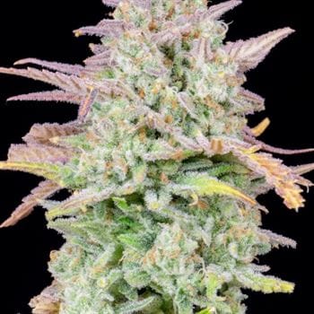 Original Trainwreck Auto from FastBuds