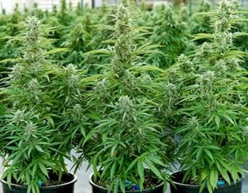 Orion F1 Auto cannabis seeds – Indica-heavy – Auto-Flowering – Outdoor cultivation – image 3 from Seed City