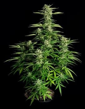 showing Relaxing – Piney – Auto-Flowering – image 1 – Seed City