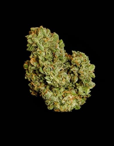 Orion F1 Auto by Royal Queen Seeds – Piney – Indica-heavy – Auto-Flowering – image 2 – Seed City