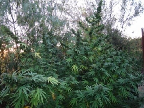 showing Motivational – Sweet – Outdoor cultivation – image 1 – Seed City