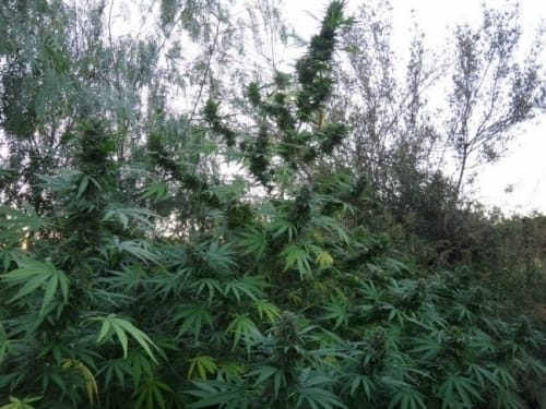 Panama from Ace Seed bank