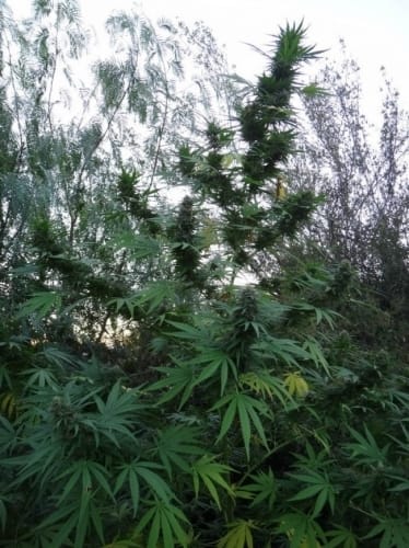 showing Sweet – Resistant to High Temperature – Super Strength – image 2 – Seed City