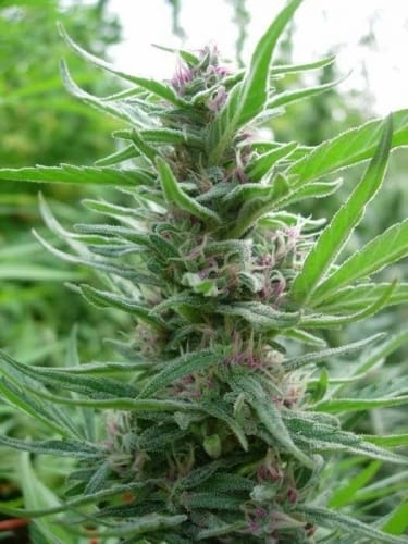 Panama cannabis seeds – 12/12 Photoperiod – Motivational – The End of October – image 4 from Seed City