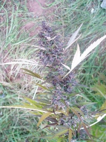 Image 3 of Panama cannabis by Ace Seed bank – 12/12 Photoperiod – Outdoor cultivation – High Yielding – Seed City