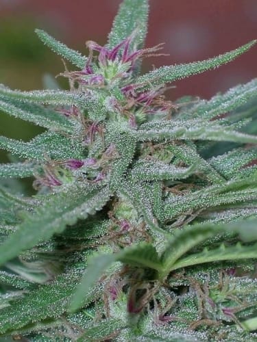 Panama cannabis seeds – Motivational – High Yielding – Sweet – image 5 from Seed City
