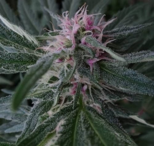 Panama by Ace Seed bank – Resistant to High Temperature – 12/12 Photoperiod – Motivational – image 6 – Seed City