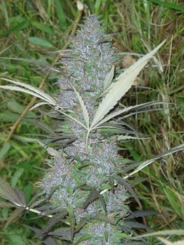 Image 7 of Panama cannabis by Ace Seed bank – Resistant to High Temperature – Female seeds – Sativa – Seed City