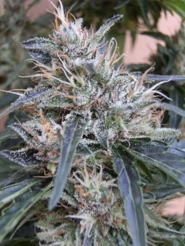 High Yielding – Outdoor cultivation – The End of October – Panama strain – image 8 – from Ace Seed bank via Seed City