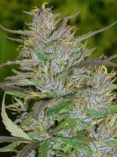 Panama by Ace Seed bank – Female seeds – The End of October – Sativa – image 9 – Seed City