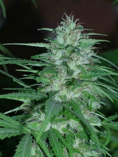 Image 10 of Panama cannabis by Ace Seed bank – Super Strength – Sweet – Sativa – Seed City