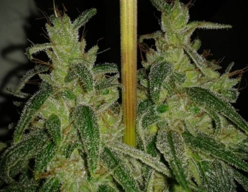 Panama cannabis seeds – Outdoor cultivation – Motivational – Sativa – image 11 from Seed City