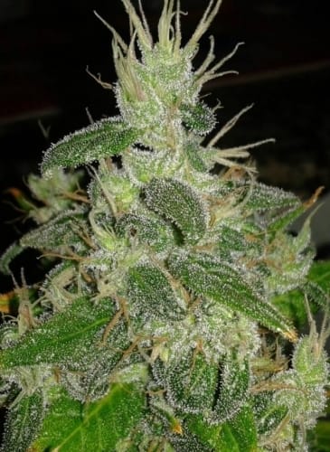 Panama cannabis seeds – 12/12 Photoperiod – High Yielding – Motivational – image 12 from Seed City