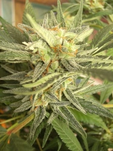 High Yielding – Motivational – Sativa – Panama strain – image 13 – from Ace Seed bank via Seed City