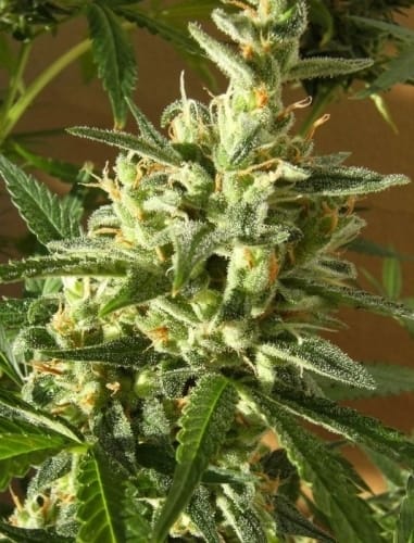 Panama cannabis seeds – High Yielding – Sweet – The End of October – image 14 from Seed City