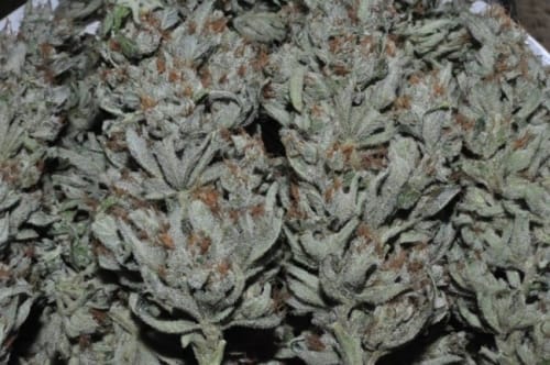 Super Strength – 12/12 Photoperiod – Sweet – Panama strain – image 15 – from Ace Seed bank via Seed City