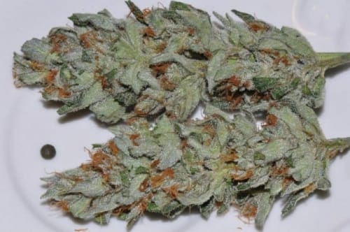 Image 16 of Panama cannabis by Ace Seed bank – High Yielding – Super Strength – Female seeds – Seed City