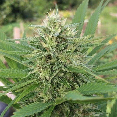 showing Mostly Sativa – Indoor – The End of October – image 1 – Seed City
