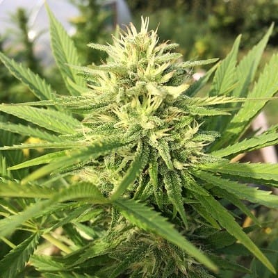 Image 2 of Panama x Bangi Haze cannabis by Ace Seed bank – Indoor – Resistant to High Temperature – Lemon – Seed City