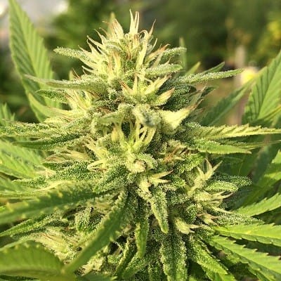 Panama x Bangi Haze cannabis seeds – Lemon – Psychedelic – Mostly Sativa – image 3 from Seed City