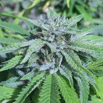 Panama x Bangi Haze cannabis seeds – Mostly Sativa – Regular – Super Strength – image 4 from Seed City