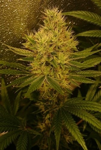 Lemon – Super Strength – The End of October – Panama x Bangi Haze strain – image 5 – from Ace Seed bank via Seed City