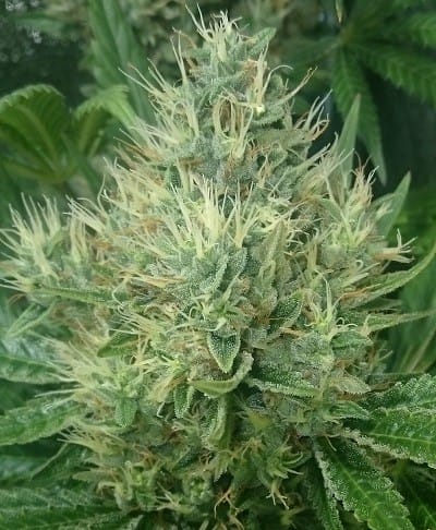 Panama x Bangi Haze by Ace Seed bank – The End of October – Regular – Super Strength – image 6 – Seed City