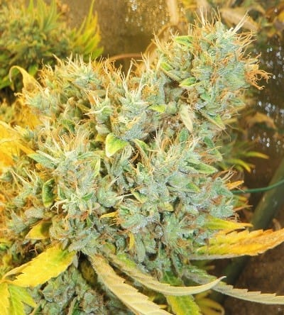 Panama x Bangi Haze cannabis seeds – Resistant to High Temperature – Super Strength – Lemon – image 7 from Seed City