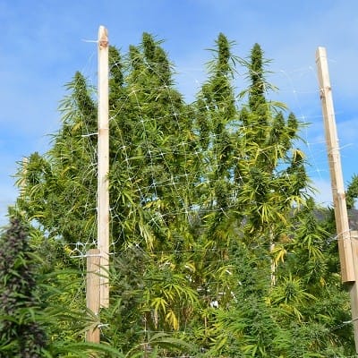 Panama x Bangi Haze cannabis seeds – Psychedelic – Regular – Lemon – image 9 from Seed City