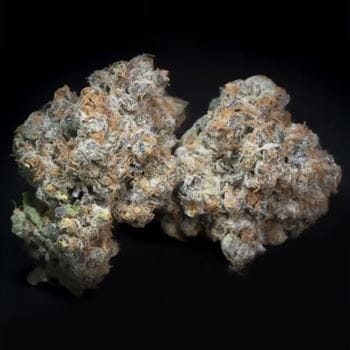 Caramba cannabis seeds – Uplifting – Large yield – Orange – image 3 from Seed City