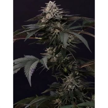 Gulupa from Paradise Seeds
