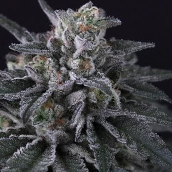 showing Relaxing – Indica-heavy – Berry – image 2 – Seed City