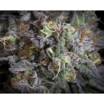 12/12 Photoperiod – Indica-heavy – Female seeds – Gulupa strain – image 4 – from Paradise Seeds via Seed City
