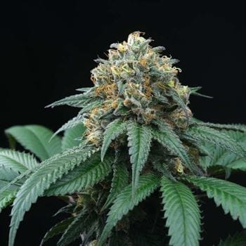 Image 3 of Peach Lassi cannabis by Perfect Tree Seeds – 12/12 Photoperiod – Body Stone – Gassy – Seed City