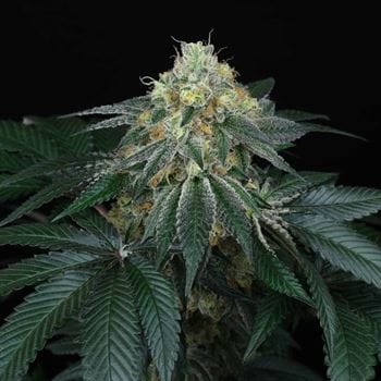 Peach Lassi cannabis seeds – Female seeds – 12/12 Photoperiod – Body Stone – image 5 from Seed City