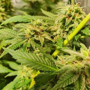 Image 2 of Peach Slaps cannabis by Holy Smoke Seeds – Sativa Dominant – Good for outdoor grow – Creative – Seed City