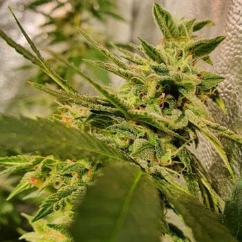 Peach Slaps by Holy Smoke Seeds – Creative – 12/12 Photoperiod – Female seeds – image 3 – Seed City