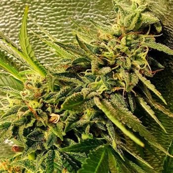 Peach Slaps cannabis seeds – Sativa Dominant – Good for outdoor grow – Creative – image 4 from Seed City